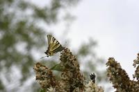 Cjp_2011_04_28_133908.jpg