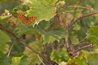 Cjp_2011_10_13_132832.jpg