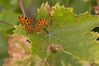 Cjp_2011_10_13_133128.jpg