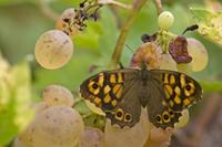 Cjp_2011_10_13_144530.jpg