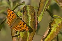 Cjp_2011_10_14_150722.jpg