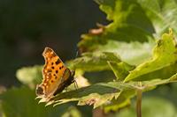 Cjp_2011_10_14_150830.jpg