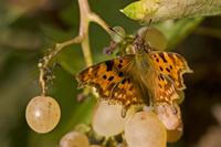Cjp_2011_10_14_151052.jpg