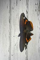 Cjp_2011_10_15_133938.jpg