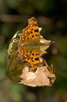 Cjp_2011_10_15_140704.jpg