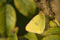 Cjp_2011_10_15_154828.jpg