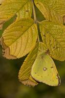 Cjp_2011_10_15_154948.jpg