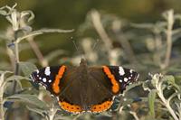 Cjp_2011_10_15_155948_2.jpg