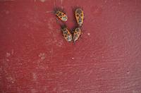 Cjp_2012_02_26_102834.jpg