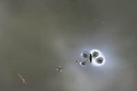 Cjp_2012_05_06_123222_2.jpg
