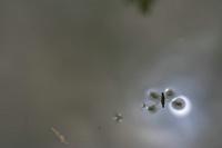 Cjp_2012_05_06_123234.jpg