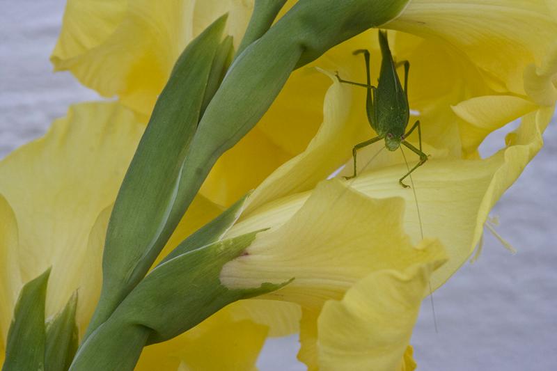 Cjp_2012_08_15_065322.jpg