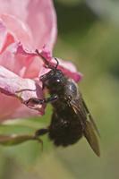 Cjp_2012_06_08_155812.jpg