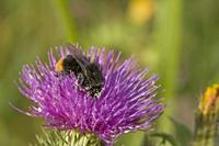 Cjp_2012_07_17_170630.jpg