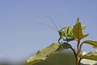 Cjp_2012_07_22_110340.jpg