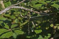 Cjp_2012_07_23_154510.jpg