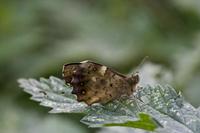 Cjp_2012_08_13_092910.jpg