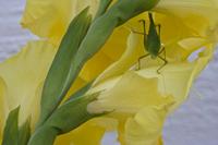 Cjp_2012_08_15_065322.jpg