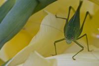 Cjp_2012_08_15_065712.jpg