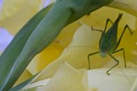 Cjp_2012_08_15_065742.jpg