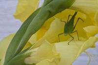 Cjp_2012_08_15_065822.jpg