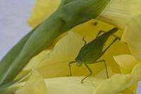Cjp_2012_08_15_065858.jpg