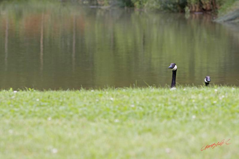 Cjp_2008_06_12_145719 (1).jpg