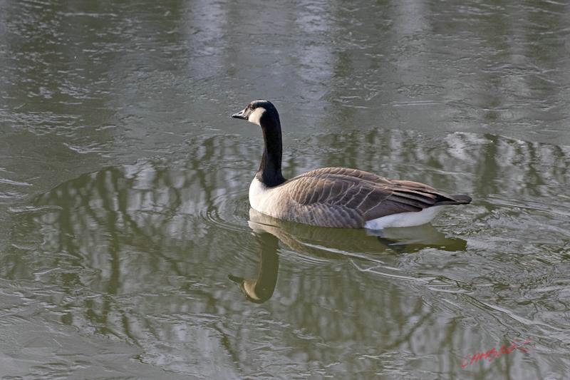 Cjp_2008_12_12_135050.jpg