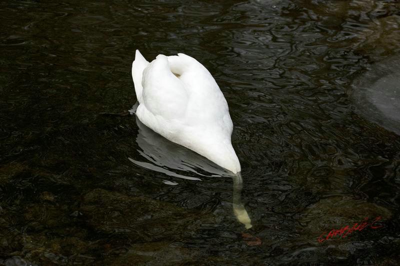 Cjp_2009_01_12_152231.jpg