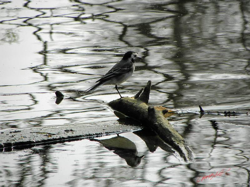 Cjp_2009_04_06_110742_R.jpg