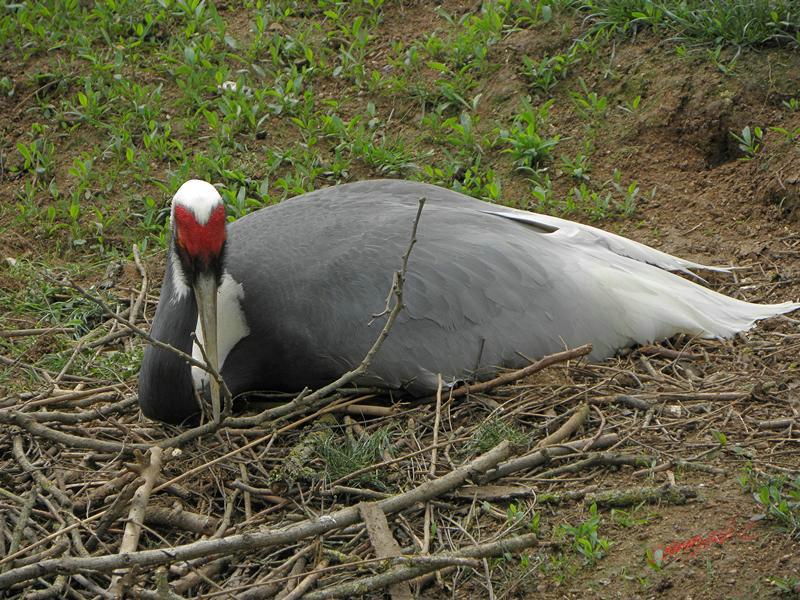 Cjp_2009_04_14_131519_R.jpg