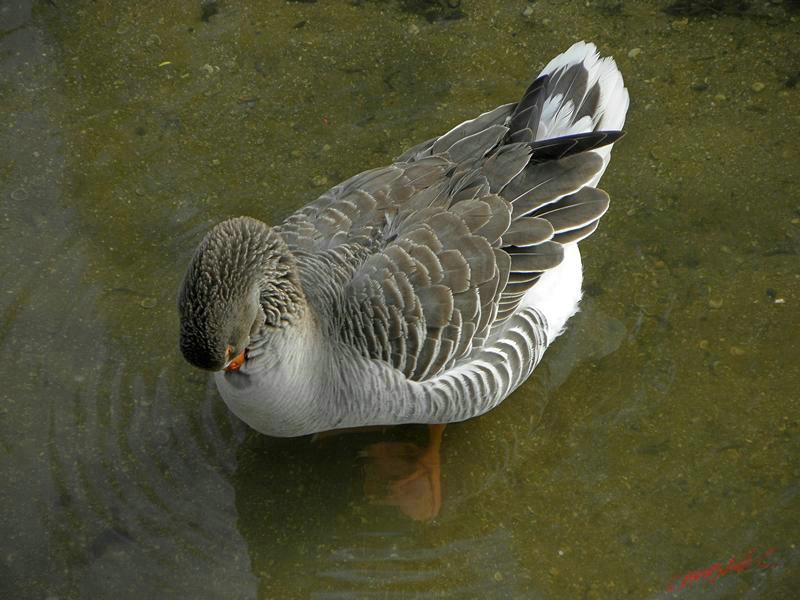 Cjp_2009_04_16_100851_R.jpg
