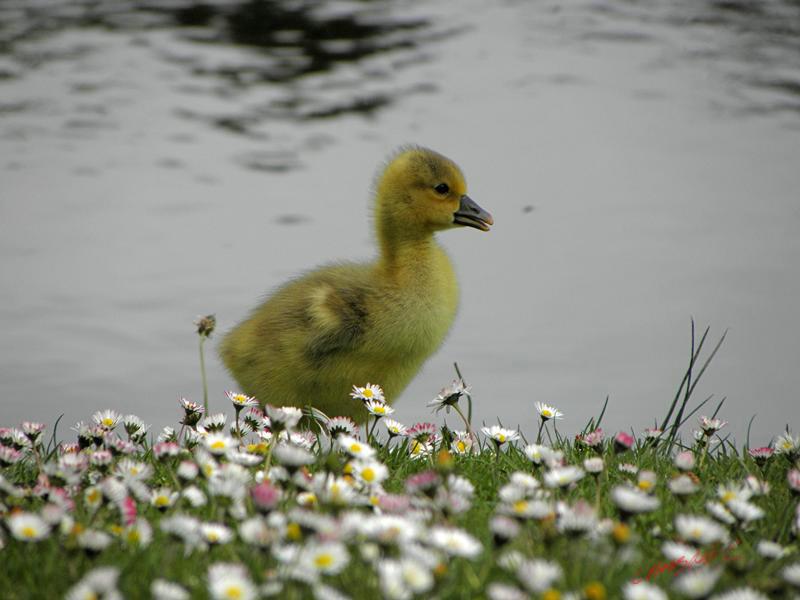 Cjp_2009_05_05_115232.jpg