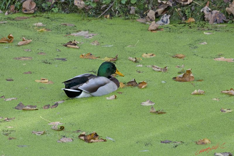 Cjp_2009_10_29_154151.jpg
