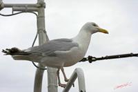 Cjp_2009_07_19_165412.jpg