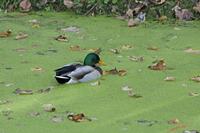 Cjp_2009_10_29_154151.jpg