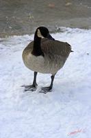 Cjp_2009_12_19_111536.jpg