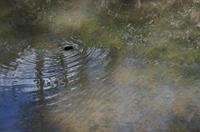 Cjp_2012_05_01_103630.jpg