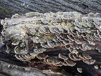 Cjp_2003_0213_154529AA.jpg