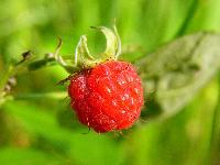 Cjp_2003_06_16_180759.jpg
