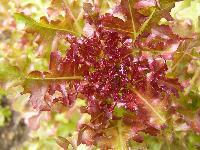 Cjp_2003_07_20_102345.jpg