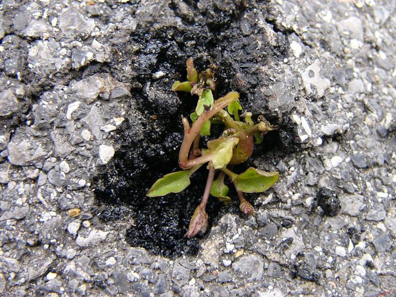 Cjp_2004_04_28_145107 (1).jpg