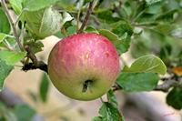 Cjp_2005_08_20_174232.JPG