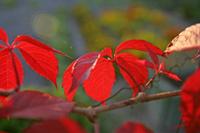 Cjp_2005_10_15_183334_2.jpg