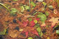Cjp_2005_10_25_164642.JPG