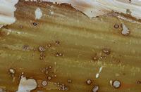 Cjp_2006_07_15_174252_RZ5.jpg
