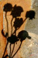 Cjp_2006_07_18_093933_2.jpg