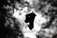Cjp_2006_09_26_181832_NB.jpg
