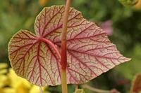 Cjp_2006_10_15_133152.jpg