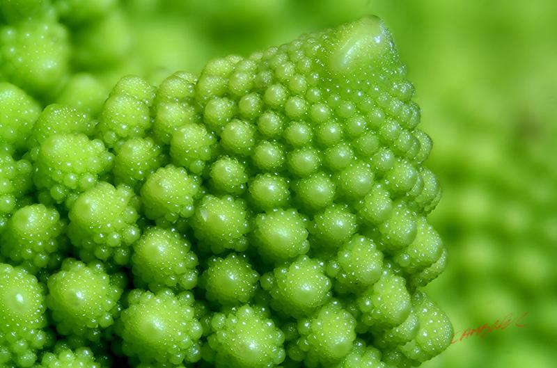 Cjp_2006_12_10_171332_RZ5_Romanesco_3.jpg